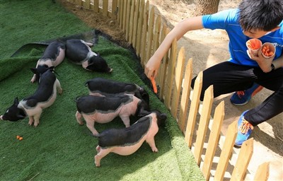 คุณจะทำอย่างไรหากหนูตะเภาเกิดอาการลมแดด